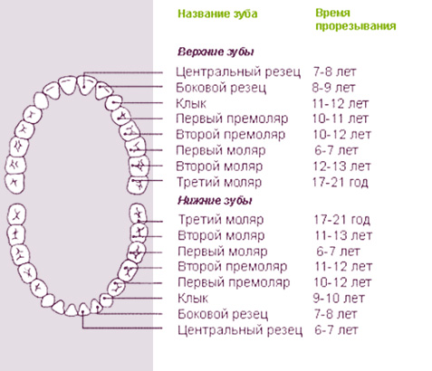 Примерные сроки прорезывания постоянных (коренных) зубов